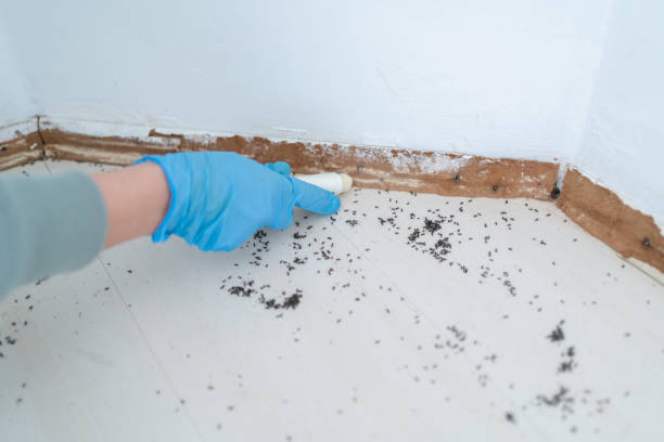 Best Mosquito Control Services  in Ronan, MT